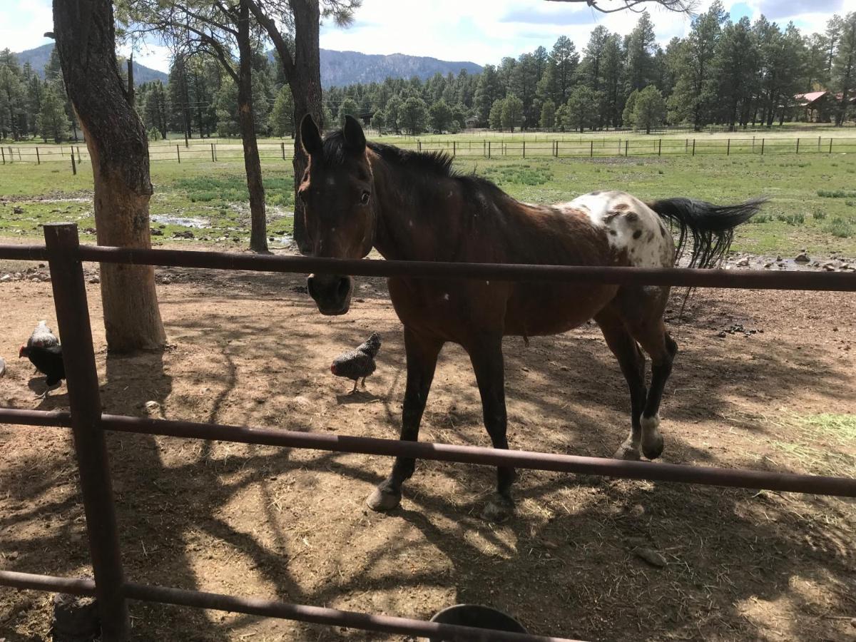 Grand Canyon Cottage At Historic Wrigley Ranch With Horseback Riding & Shooting Parks Ngoại thất bức ảnh