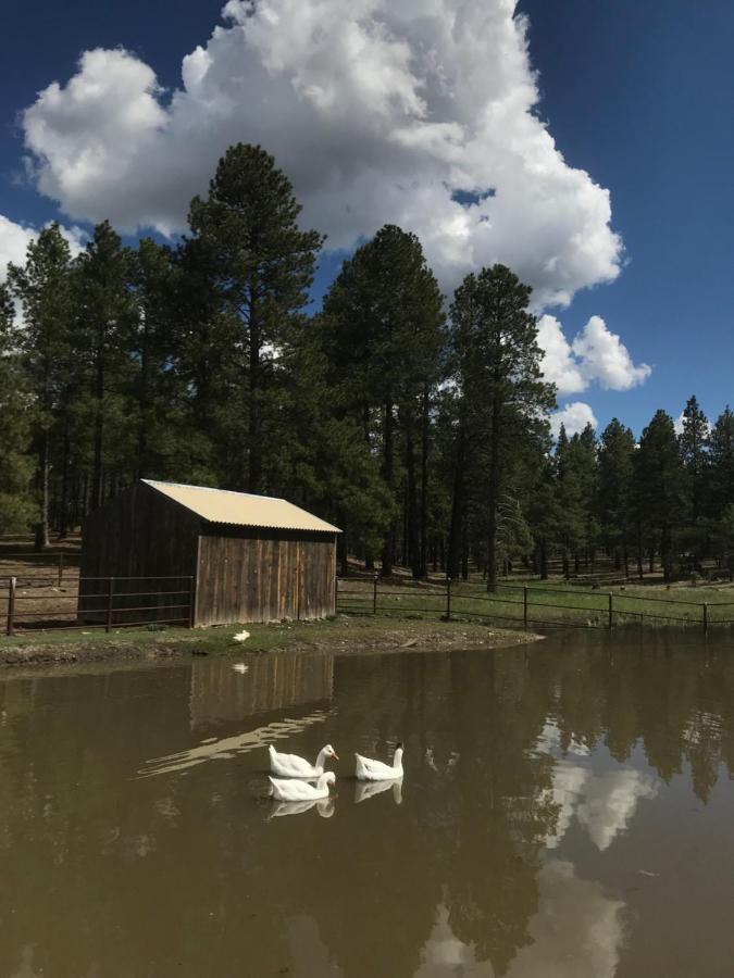 Grand Canyon Cottage At Historic Wrigley Ranch With Horseback Riding & Shooting Parks Ngoại thất bức ảnh
